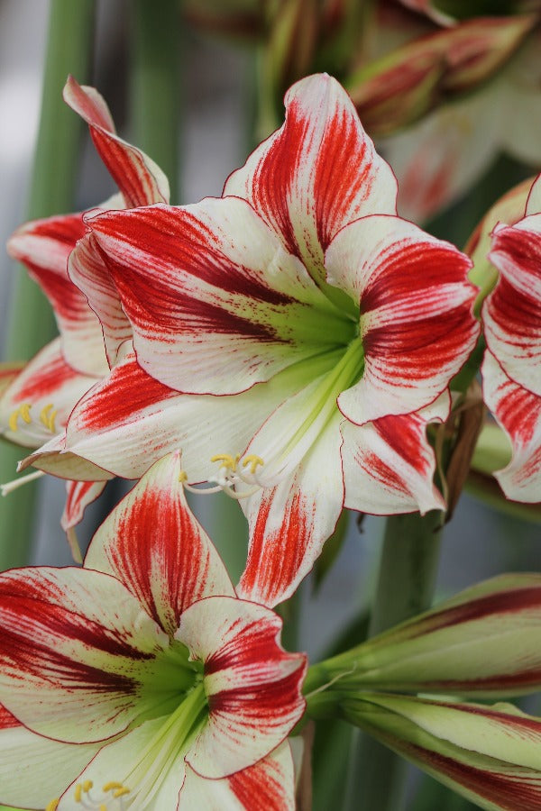 Amaryllis (Hippeastrum) Ambiance Jack the Grower