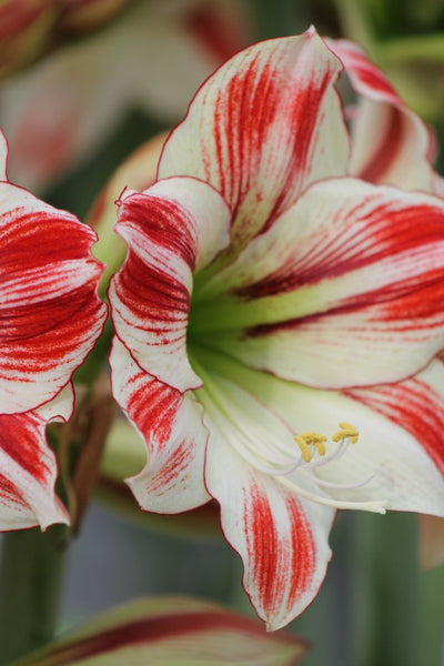 Amaryllis (Hippeastrum) Ambiance Jack the Grower