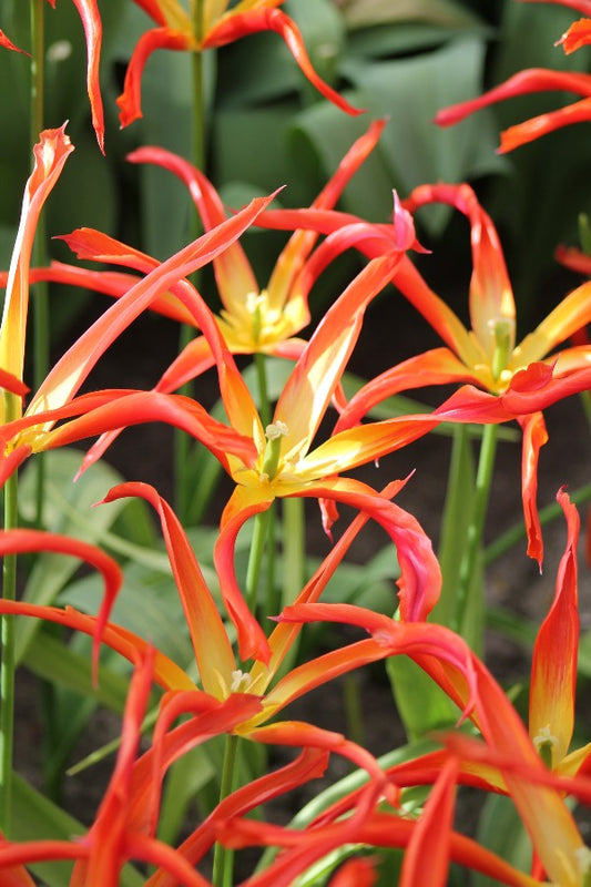 Tulipa Go Go Red Jack the Grower