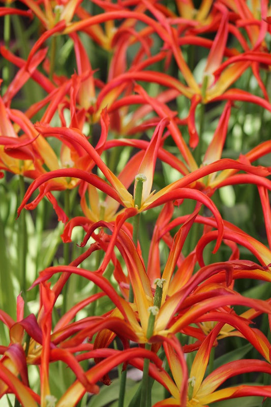 Tulipa Go Go Red Jack the Grower