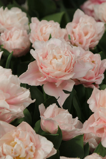 Tulipa Dreamer Jack the Grower