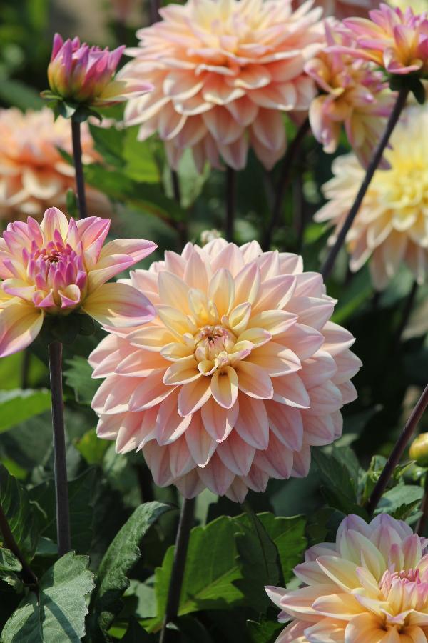 Dahlia Mondriaan Jack the Grower