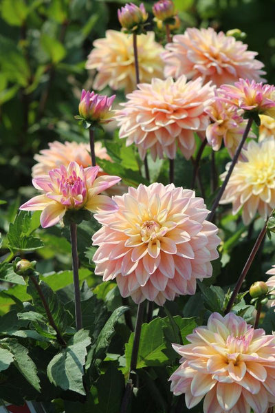 Dahlia Mondriaan Jack the Grower