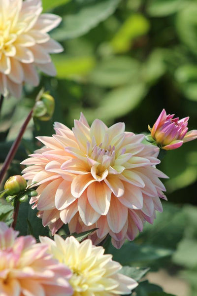 Dahlia Mondriaan Jack the Grower