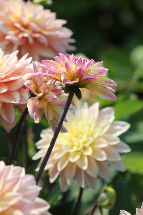 Dahlia Mondriaan Jack the Grower