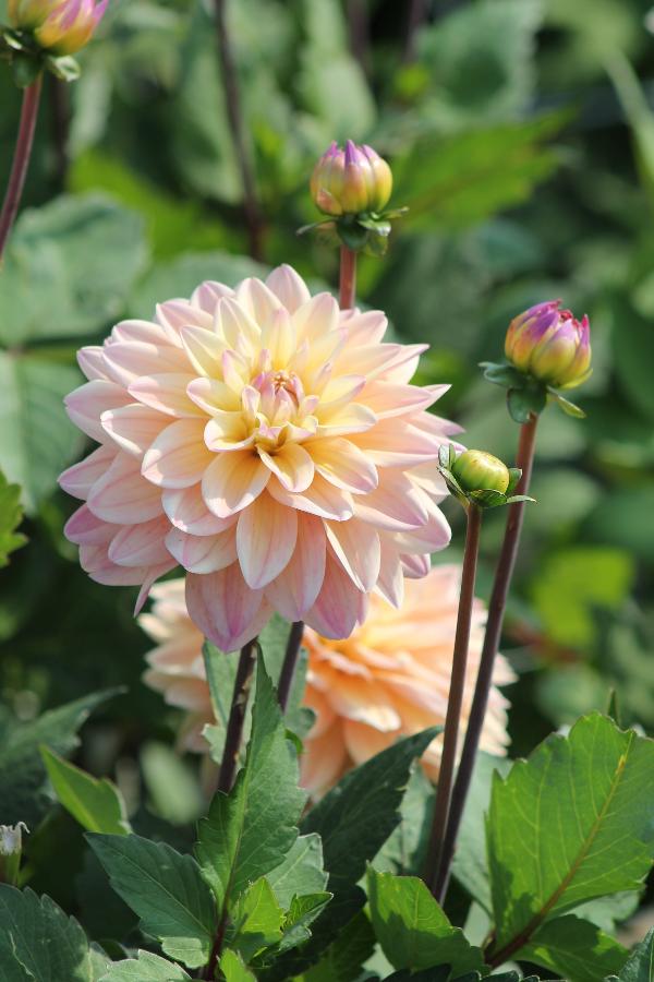 Dahlia Mondriaan Jack the Grower