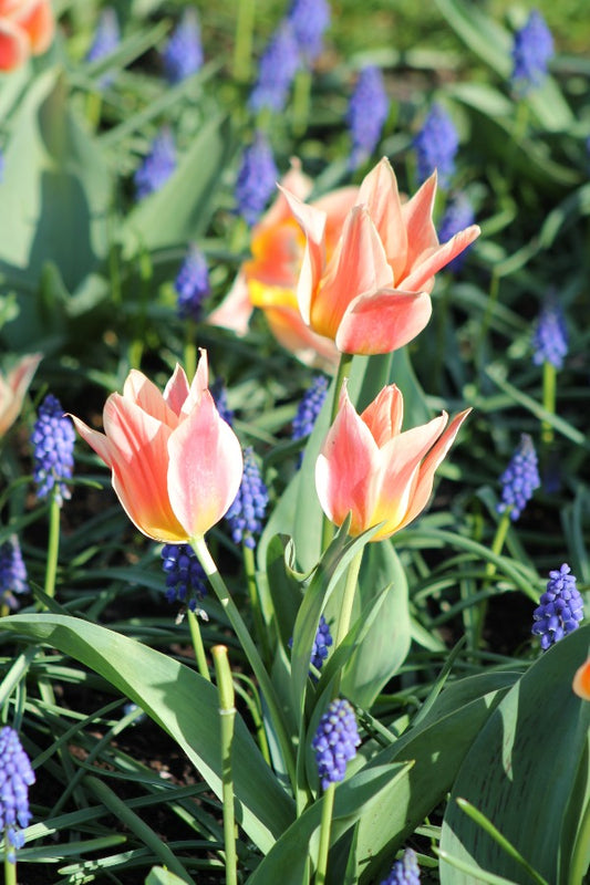 Tulipa Quebec Jack the Grower