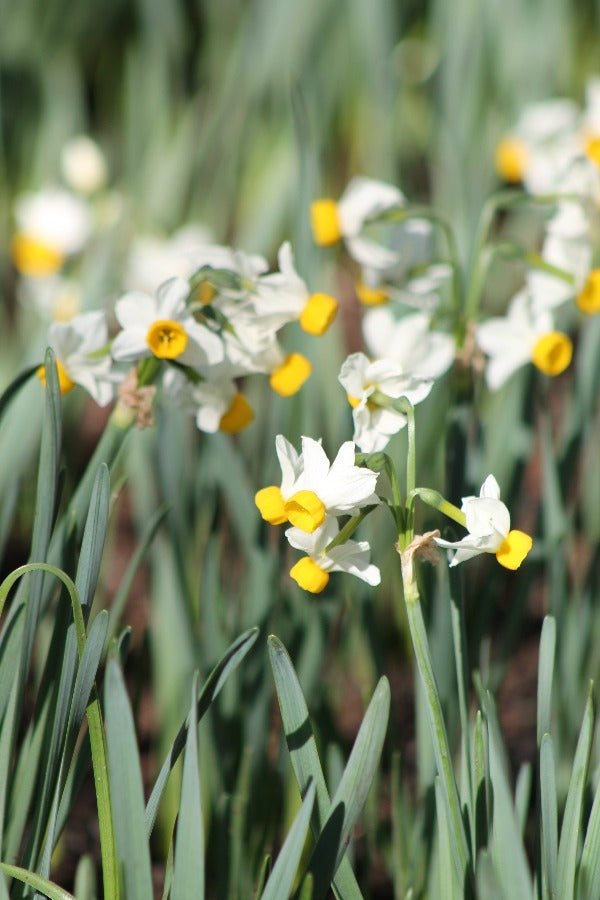 Narcissus Canaliculatis Jack the Grower