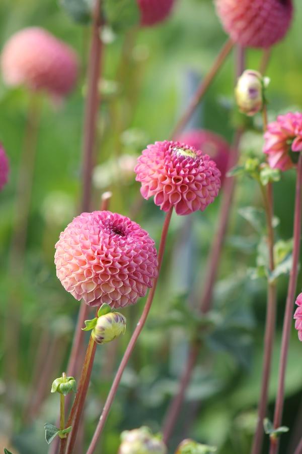 Dahlia Burlesca Jack the Grower