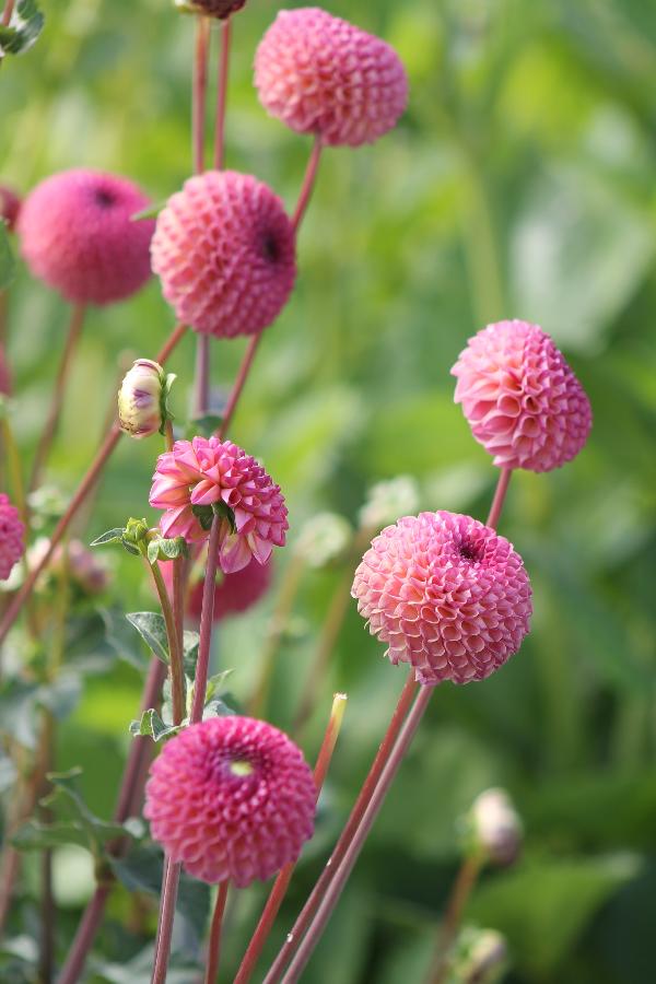 Dahlia Burlesca Jack the Grower