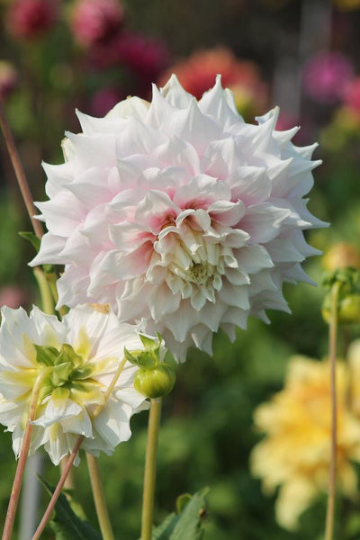 Dahlia Gitts Perfektion Jack the Grower