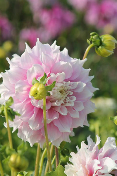 Dahlia Gitts Perfektion Jack the Grower