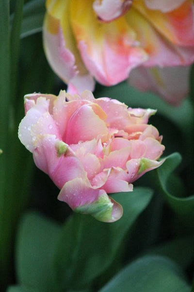 Tulipa Pink Star Jack the Grower