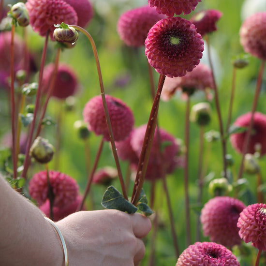 Dahlia Burlesca Jack the Grower