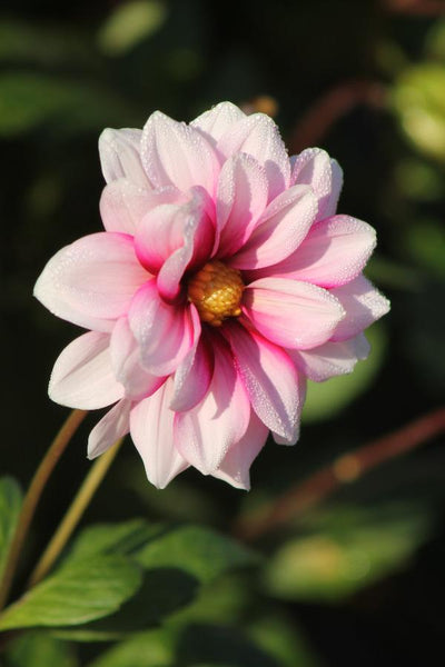 Dahlia Edge of Joy Jack the Grower