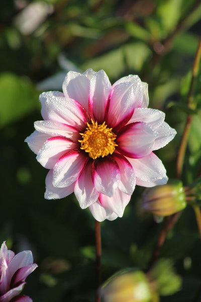 Dahlia Edge of Joy Jack the Grower