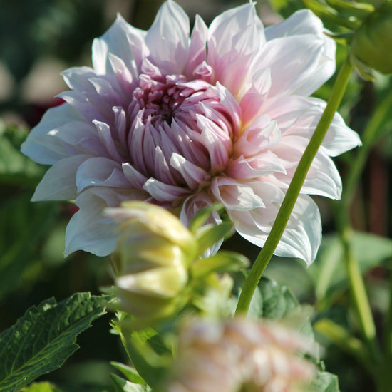 Dahlia Shiloh Noëlle Jack the Grower