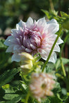 Dahlia Shiloh Noëlle Jack the Grower