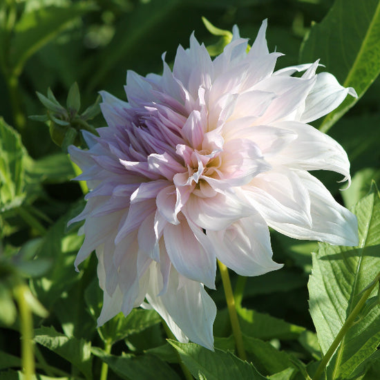 Dahlia Shiloh Noëlle Jack the Grower