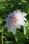 Dahlia Shiloh Noëlle Jack the Grower
