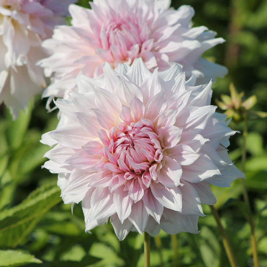Dahlia Shiloh Noëlle Jack the Grower
