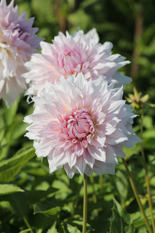 Dahlia Shiloh Noëlle Jack the Grower