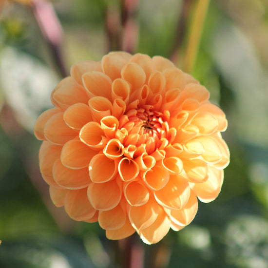 Dahlia Sylvia Jack the Grower