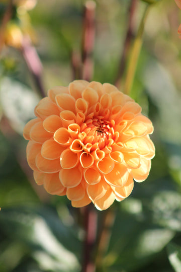 Dahlia Sylvia Jack the Grower