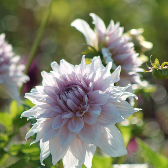 Dahlia Shiloh Noëlle Jack the Grower