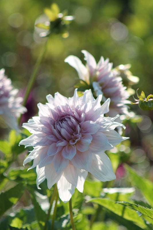 Dahlia Shiloh Noëlle Jack the Grower
