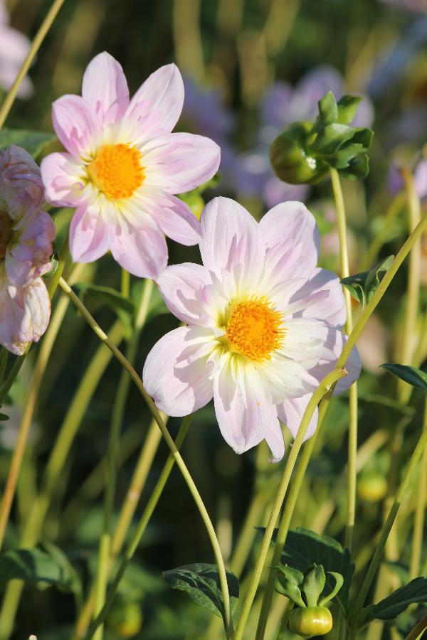 Dahlia Teesbrooke Audrey Jack the Grower