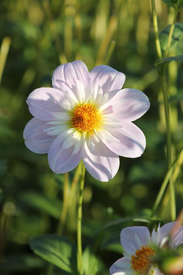 Dahlia Teesbrooke Audrey Jack the Grower