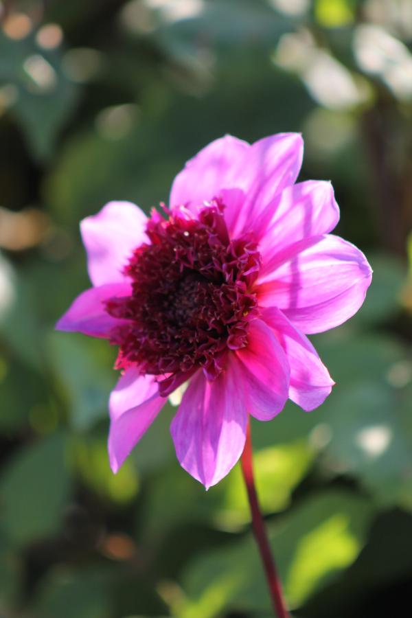 Dahlia Blue Bayou Jack the Grower