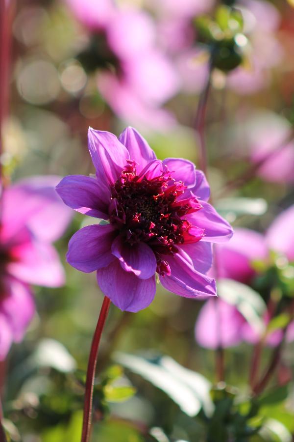 Dahlia Blue Bayou Jack the Grower