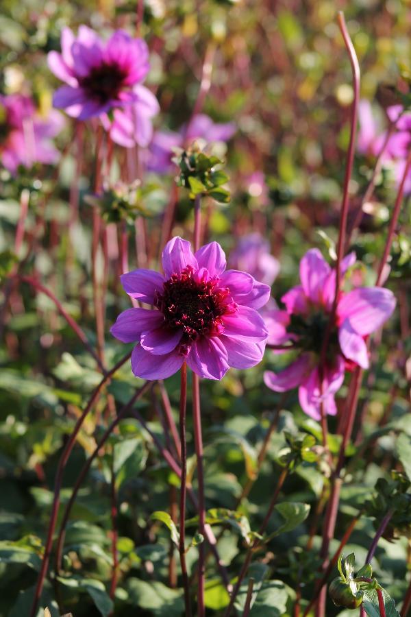 Dahlia Blue Bayou Jack the Grower