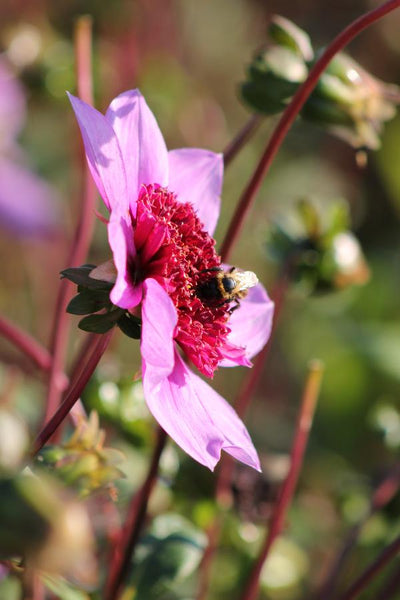 Dahlia Blue Bayou Jack the Grower