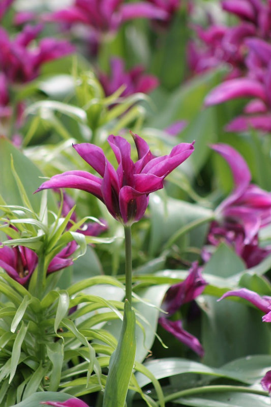 Tulipa Knight Rider Jack the Grower