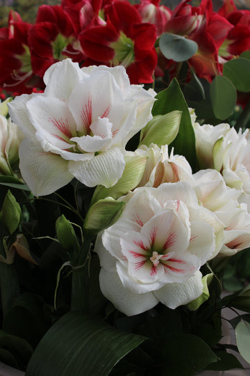 Amaryllis (Hippeastrum) Aquaro Jack the Grower