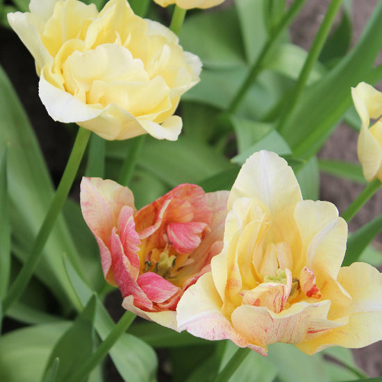 Tulip Silk Road Jack the Grower