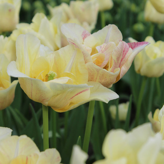 Tulip Silk Road Jack the Grower