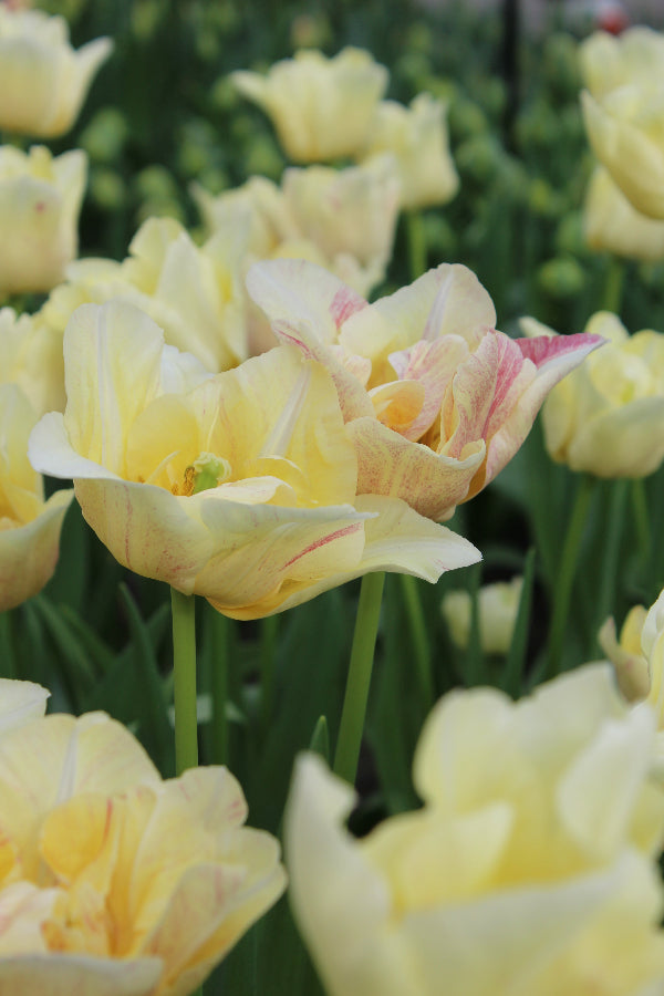 Tulip Silk Road Jack the Grower