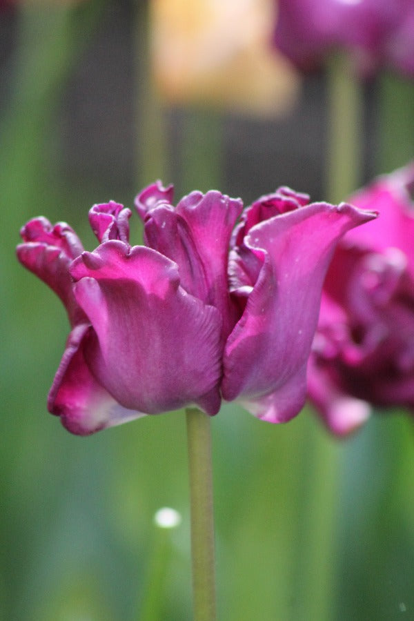 Tulipa Crown of Negrita Jack the Grower