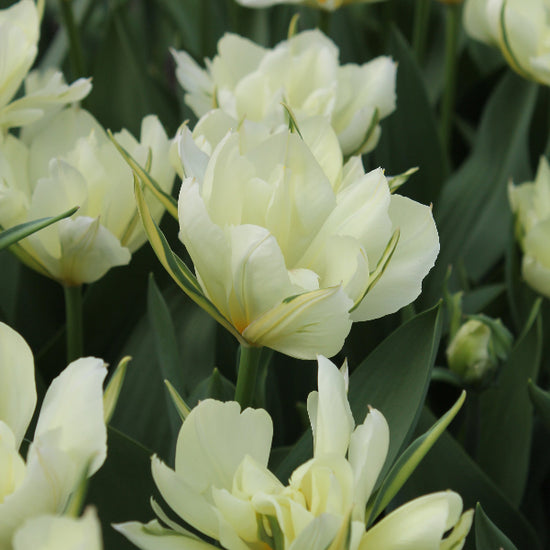 Tulipa White Valley Jack the Grower