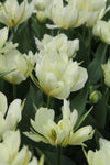 Tulipa White Valley Jack the Grower