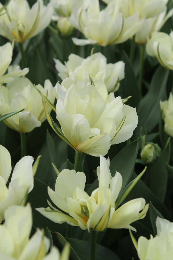 Tulipa White Valley Jack the Grower