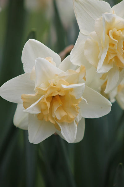 Narcissus Sweet Desire Jack the Grower