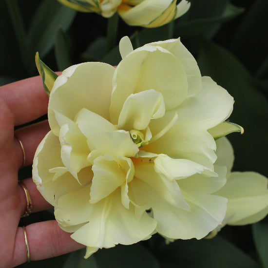 Tulipa White Valley Jack the Grower