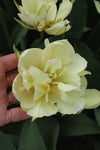 Tulipa White Valley Jack the Grower