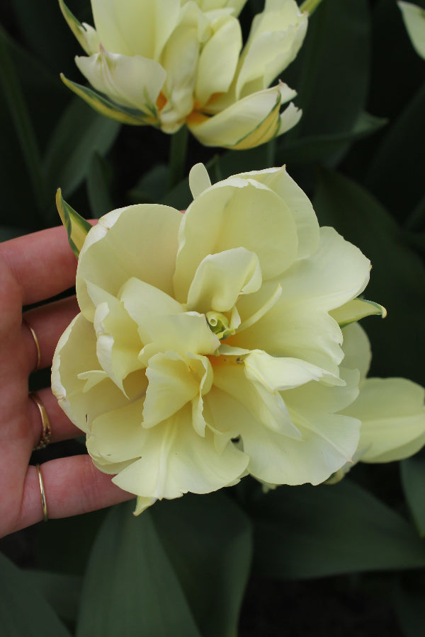 Tulipa White Valley Jack the Grower