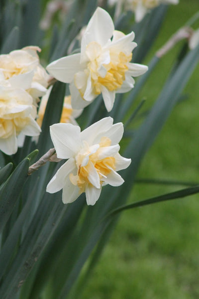 Narcissus Sweet Desire Jack the Grower